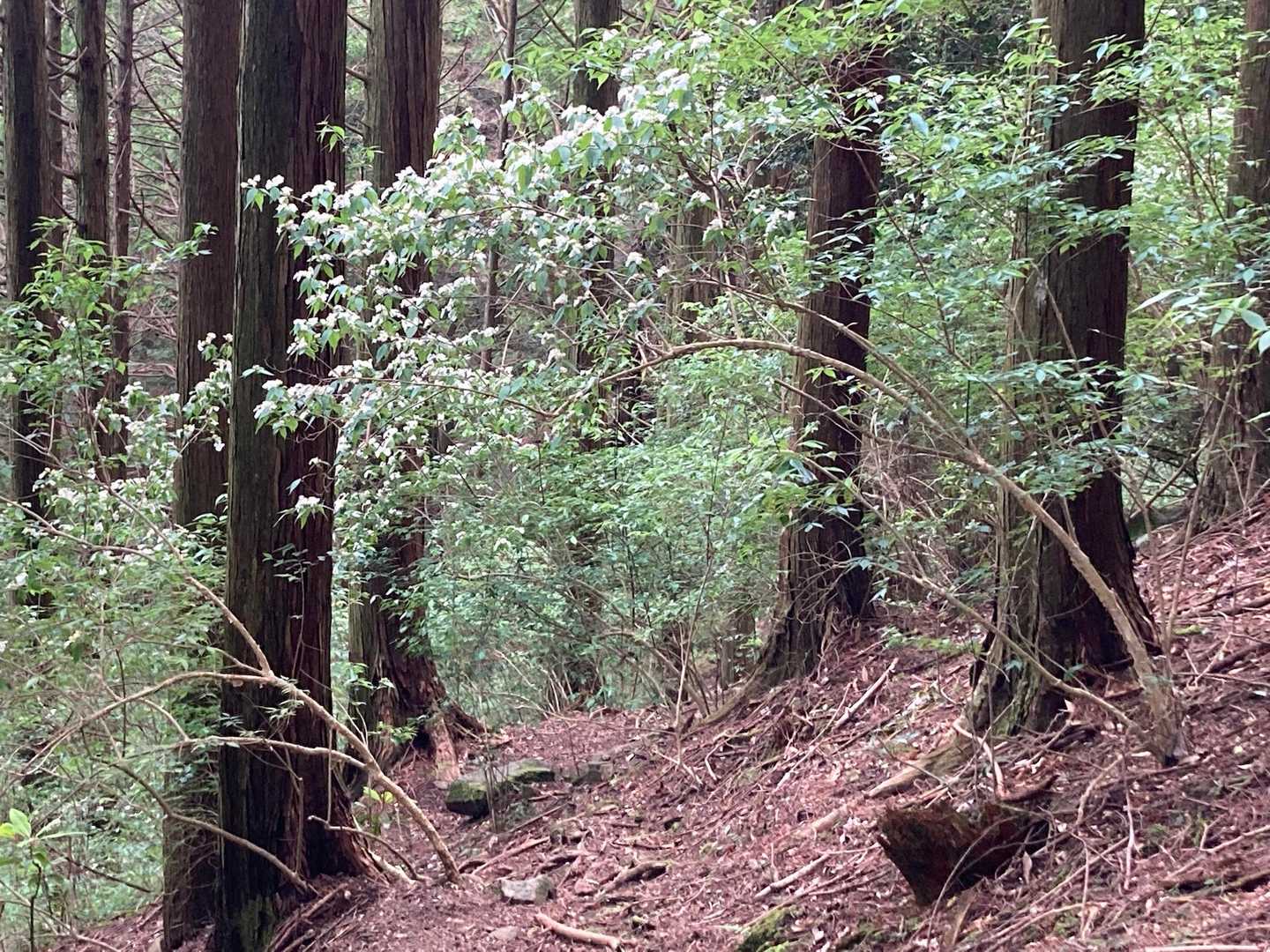 明神山 周回コースの写真
