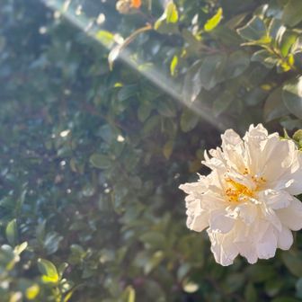 道の脇に白いサザンカがたくさん咲いていた
かわいいな