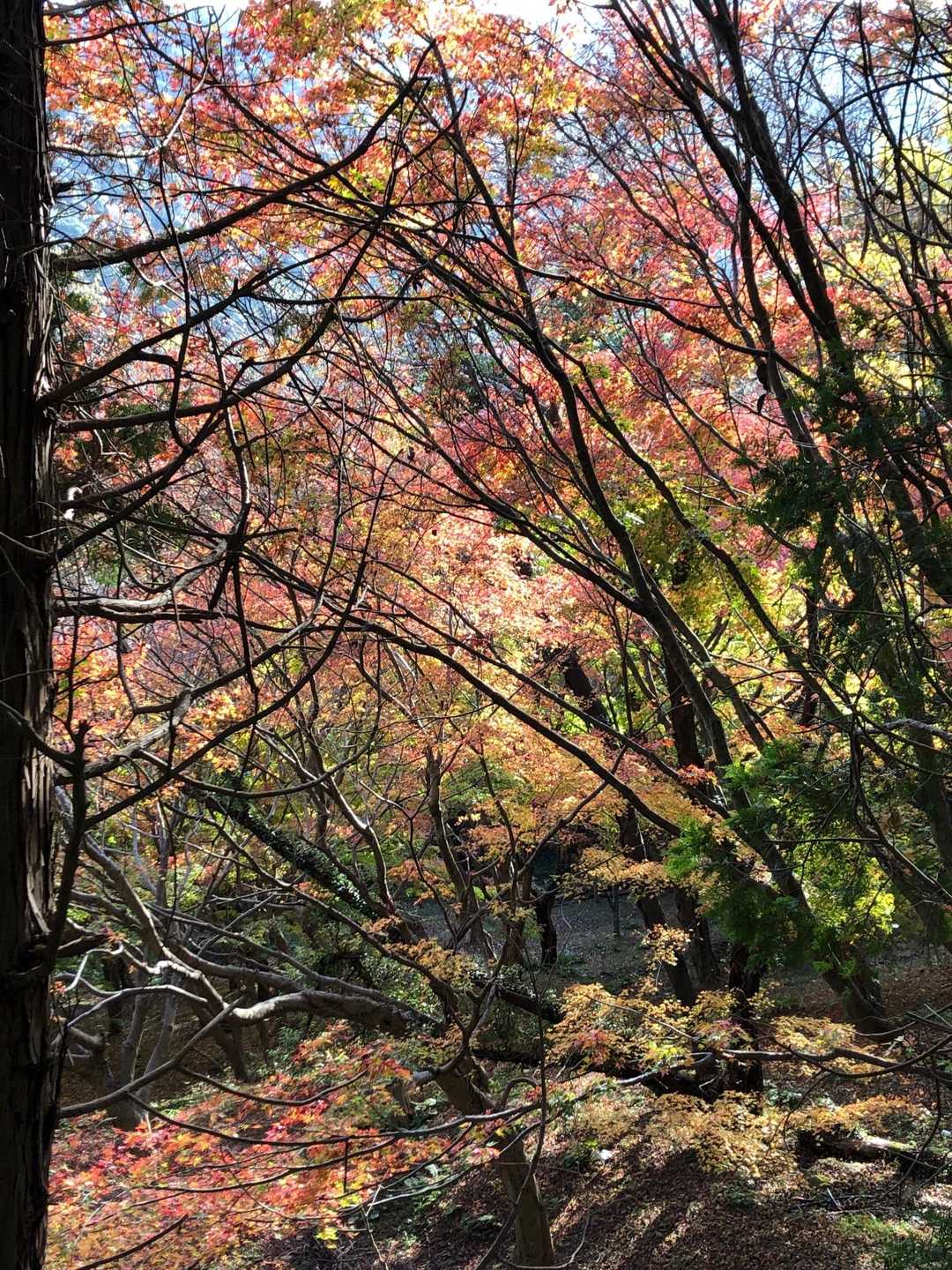 もみじ谷の🍁
