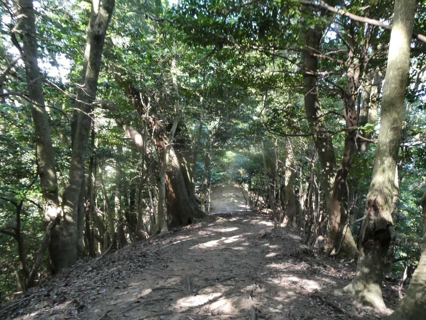 尾根にでると幅広めのトレイル