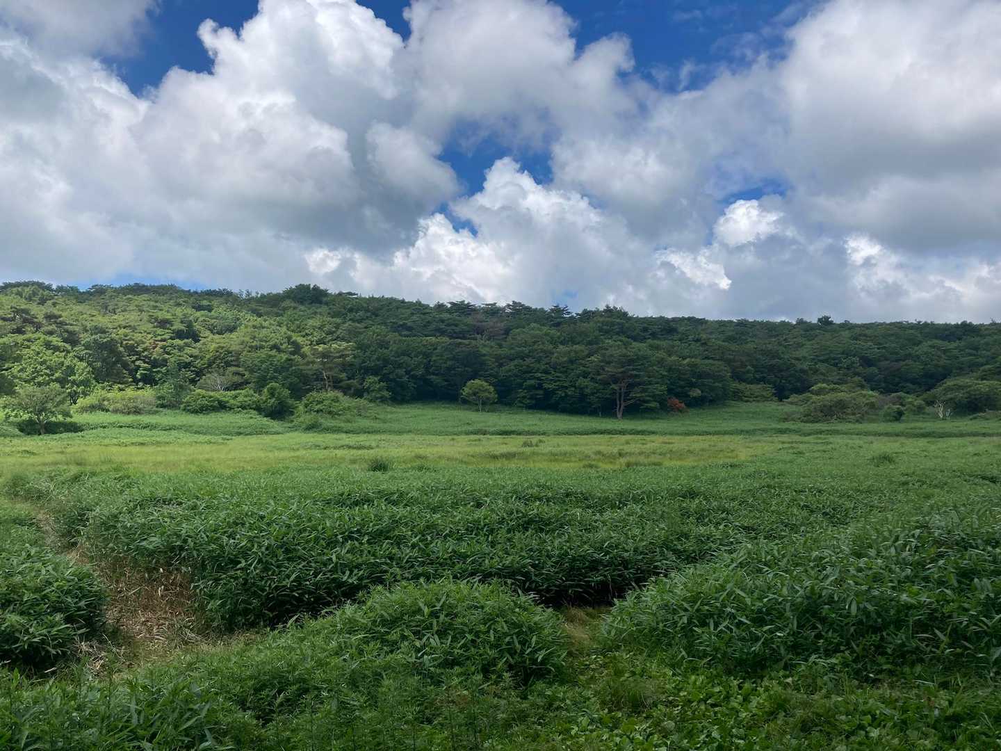 笹原と夏空