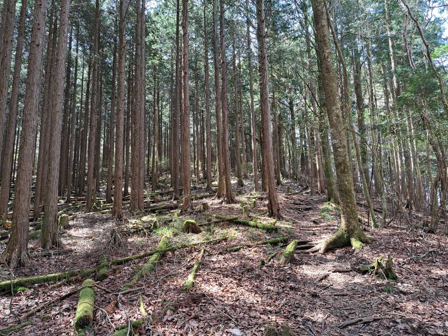 切越峠-二ッ森山 周回コースの写真