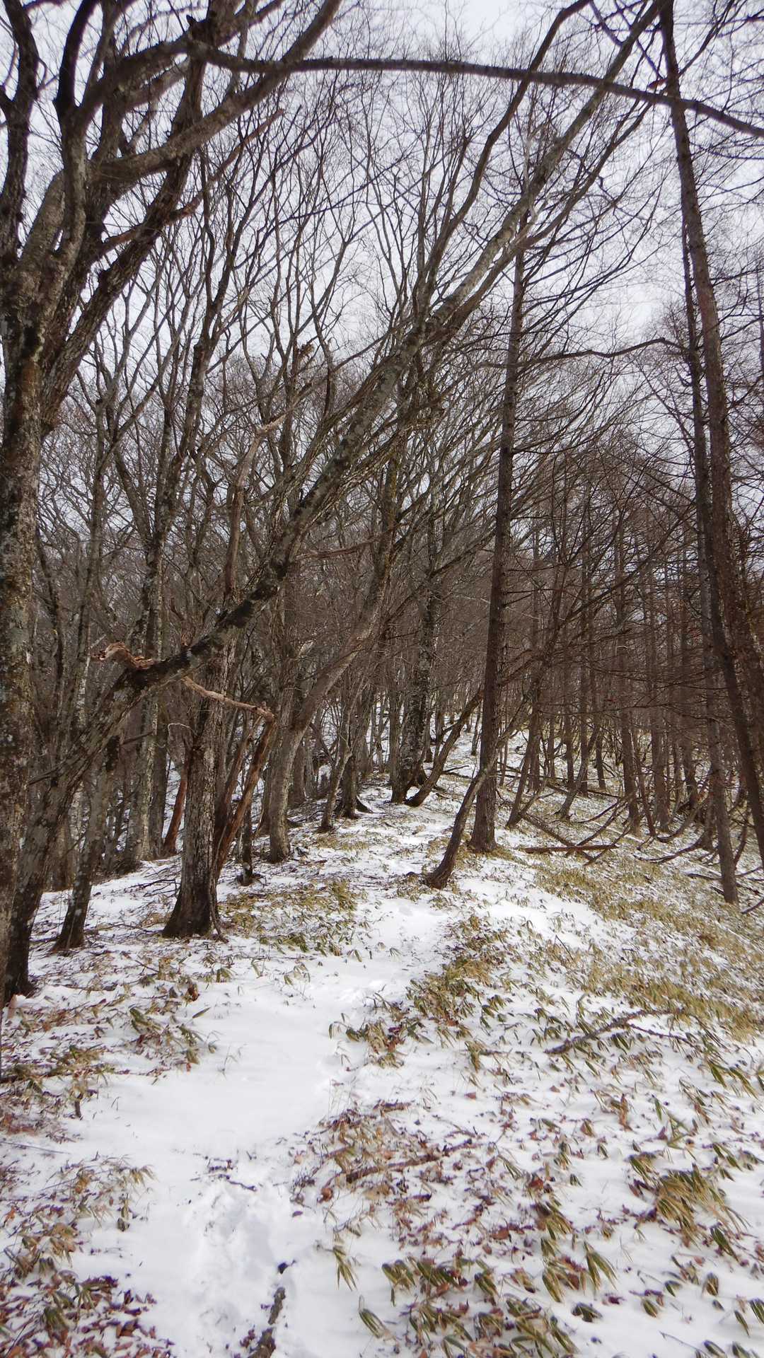 この辺は歩きやすい🍀
天気が良ければなぁ～