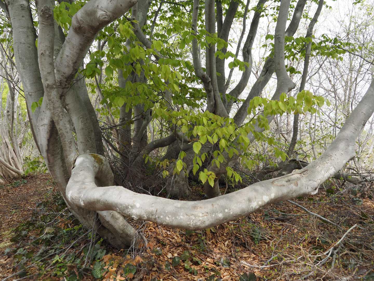 すごいブナの木