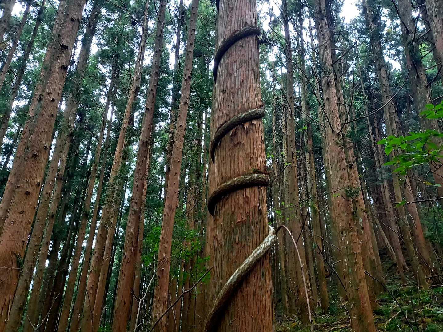 痛そうです😢