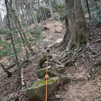 張り切りすぎる🐶