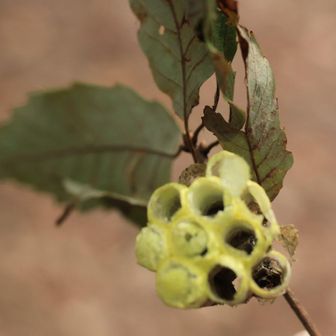 黄色い蜂の巣が落ちてたよ