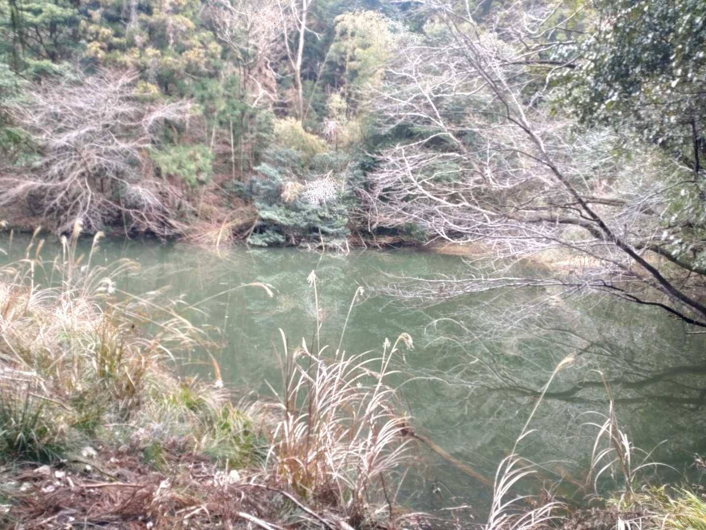 ため池が近くにありました
意外と深そう？