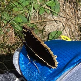キベリタテハ。
リュックが気に入り🤔
人が居ても逃げません。