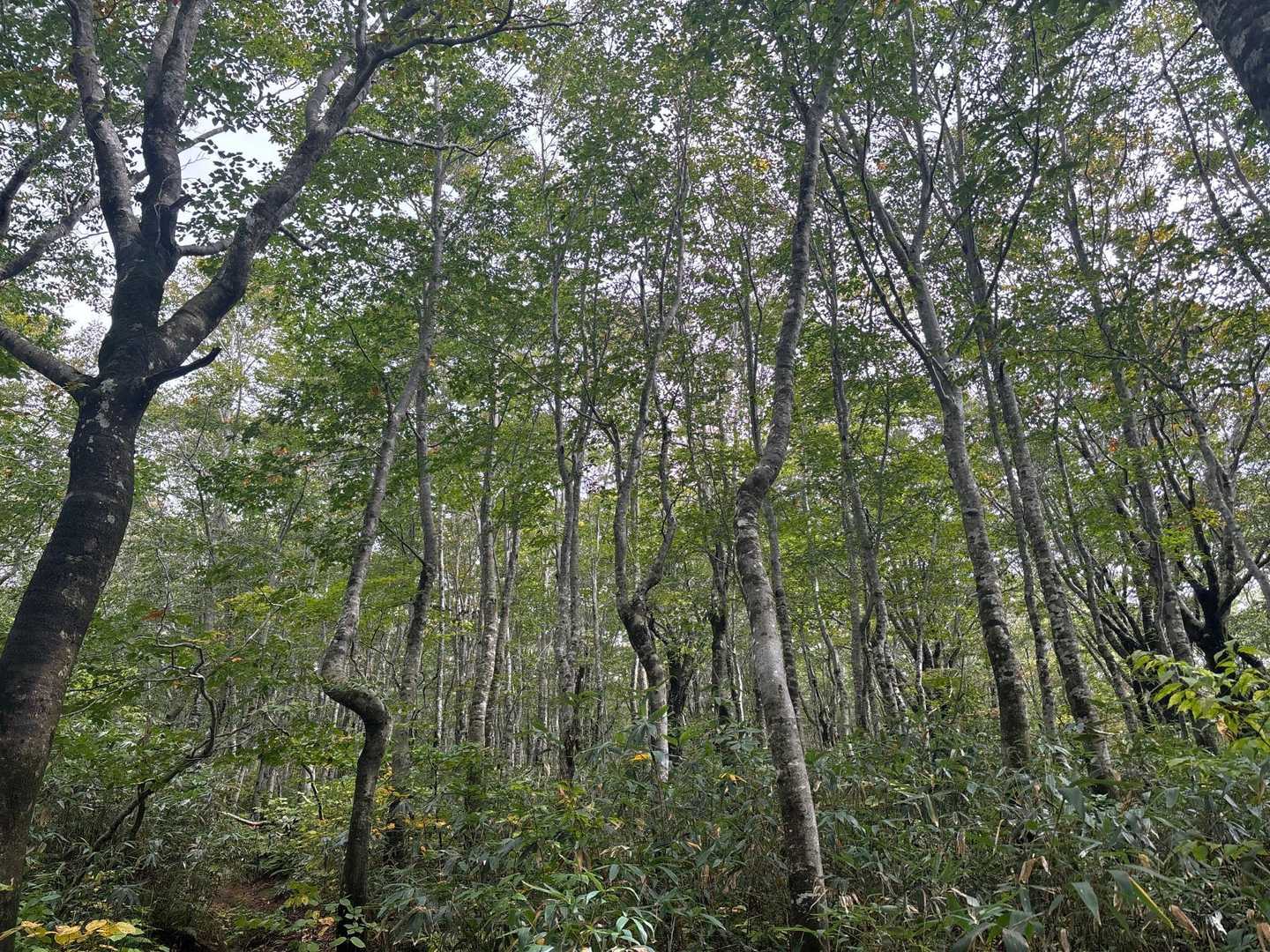 綺麗なブナ林✨