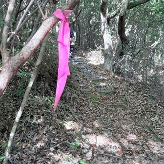 冠岳は整備されてて登りやすいです。