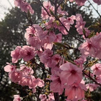 濃いピンク色のヒラヒラ🩷
女子はこのかわいさに絶対反応するはず🫶