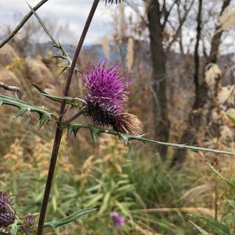アザミはいつから咲かなくなるのだろう