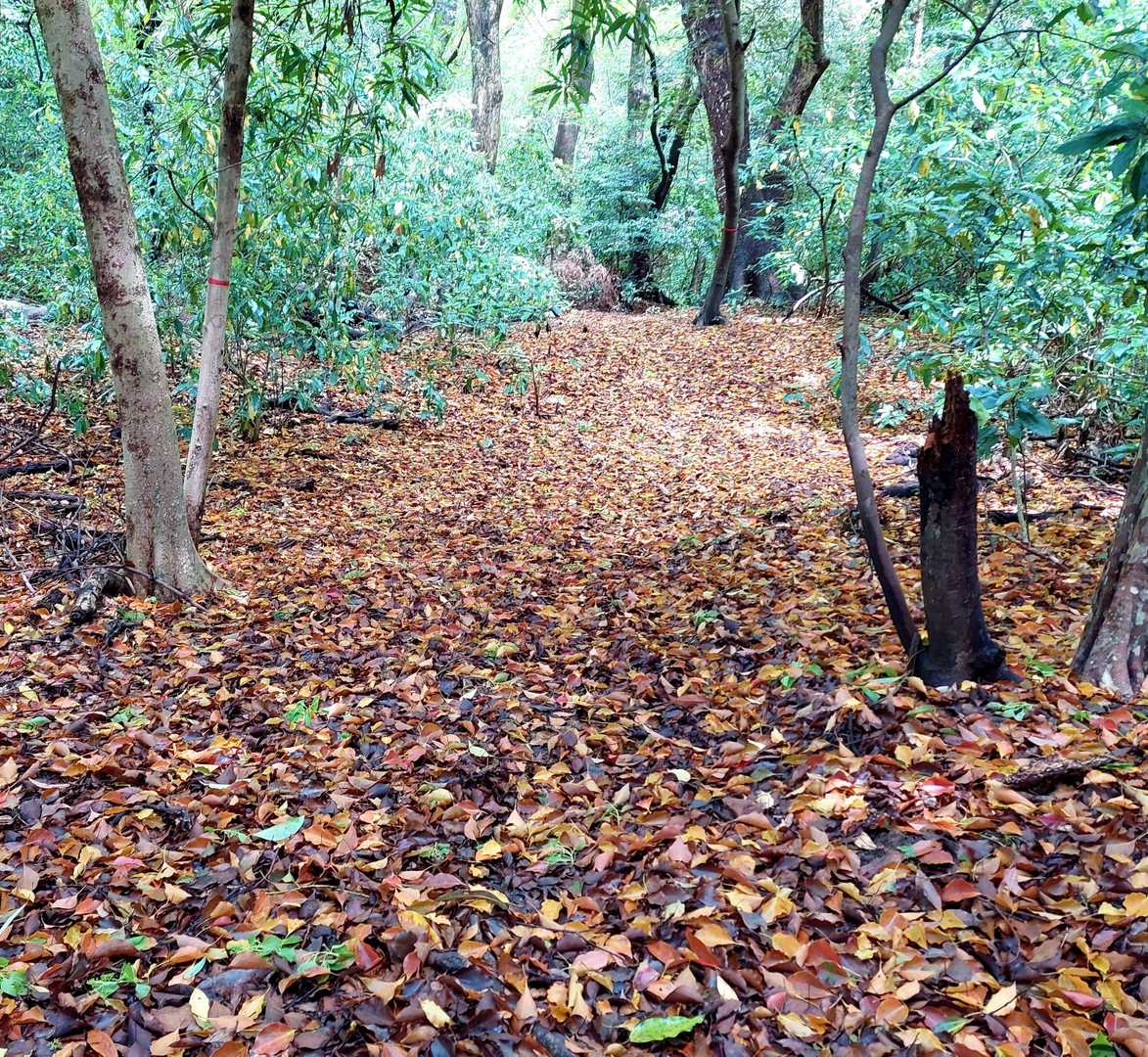 雨で落葉🍂の絨毯　サクッサクッがリズムの足音🎼🎶