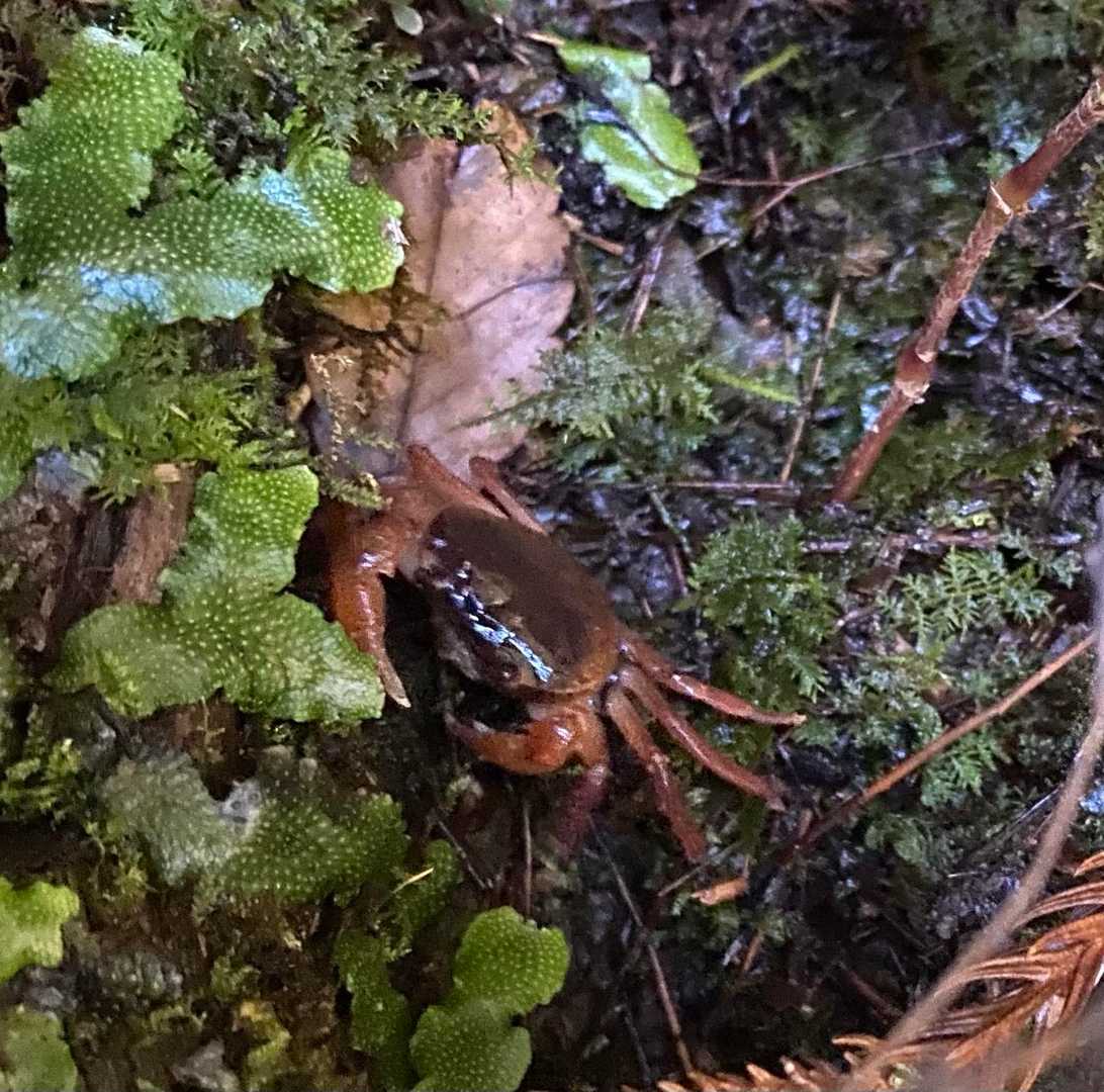サワガニなんて久しぶりに見た😊