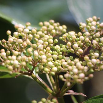 ハクサンボクの花はまだです
