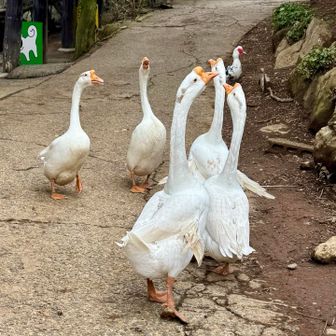 ガン保険No.1ブラザーズも自由過ぎます