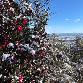 寒椿と雪☃️天気も良いです☀️