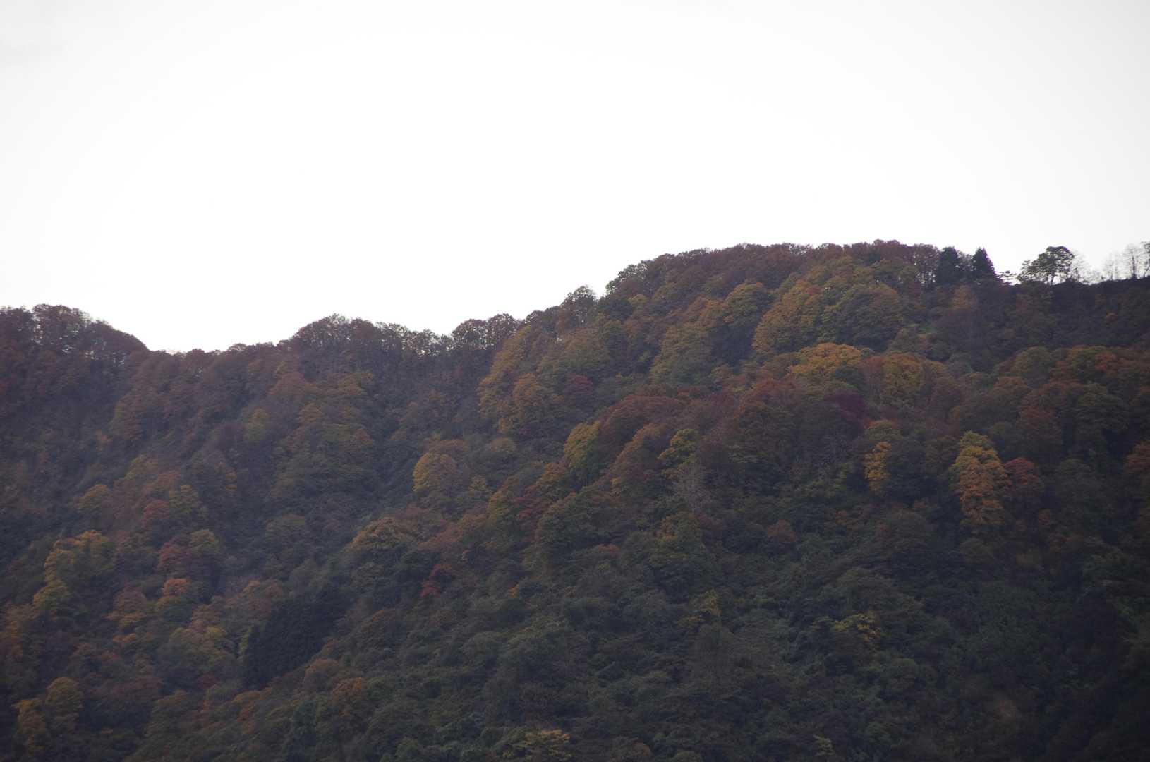 三ノ峠山 往復コースの写真