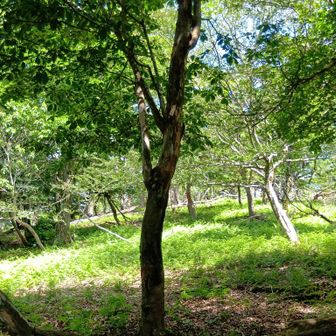南 (岩茸山)へ
前回は北 (ナベクロ峠)へ..