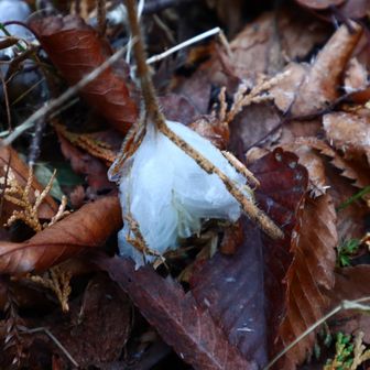 お！シモバシラ発見💡