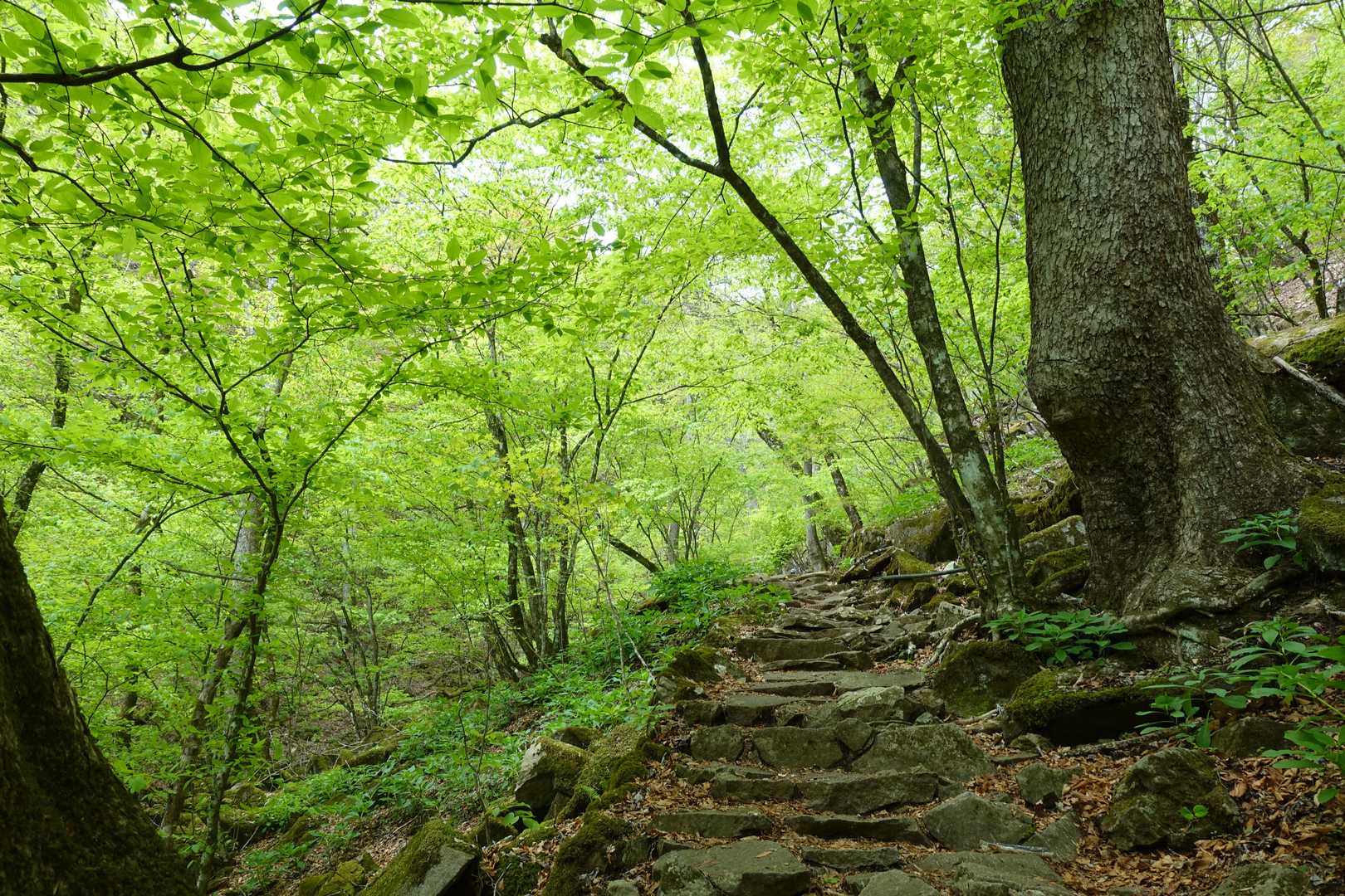美しい✨🌿