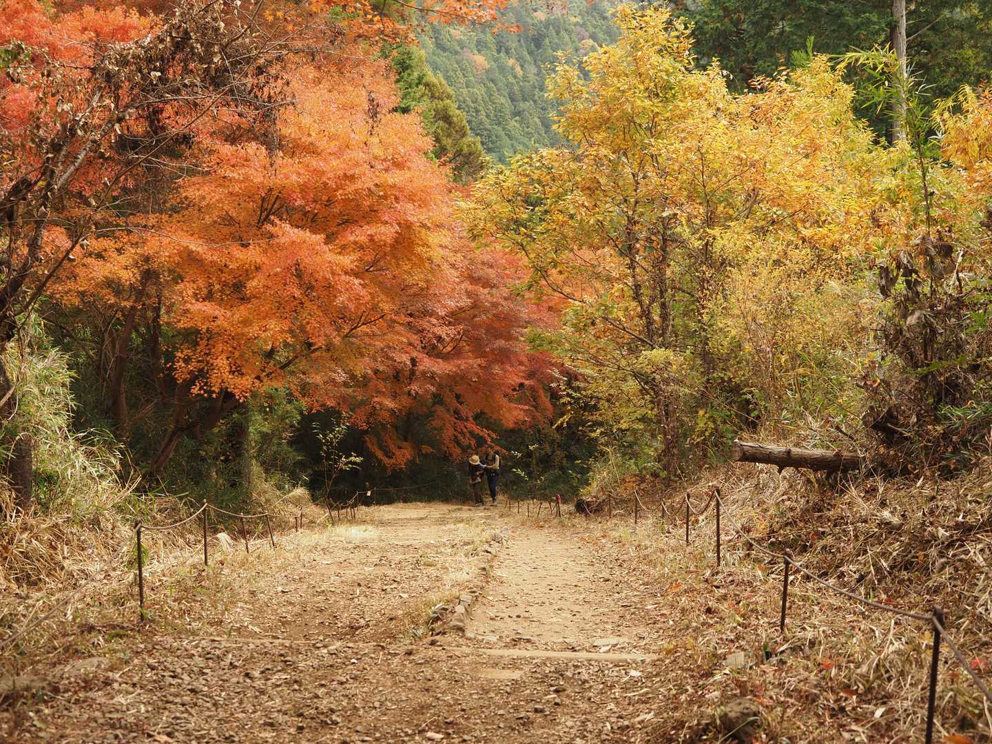 稲荷山コース入口-稲荷山-一丁平園地 往復コースの写真
