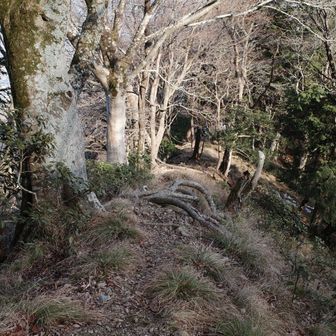 時々痩せ尾根も