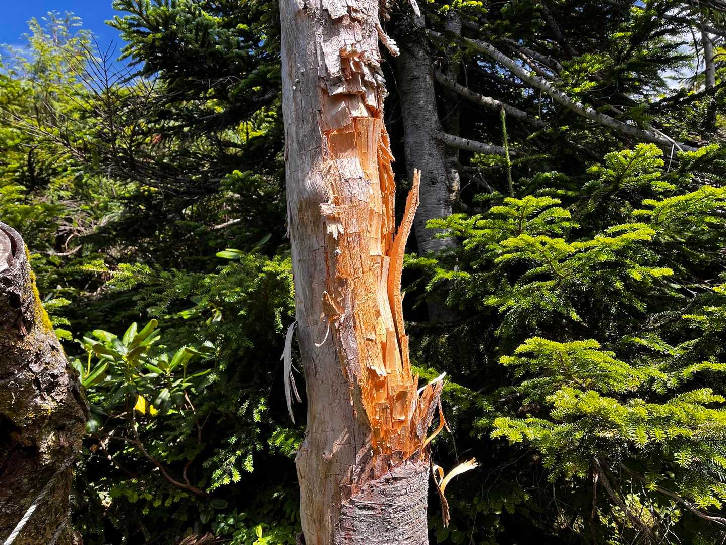 蓮華温泉登山口-船越の頭-乗鞍岳-天狗原-栂池登山道入口 縦走コースの写真