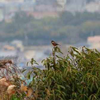 
　　　ジージー鳴いてた
