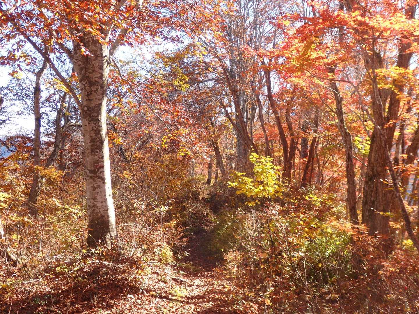 未だ人に会わず、、紅葉独り占めして良いのだろうか？😅