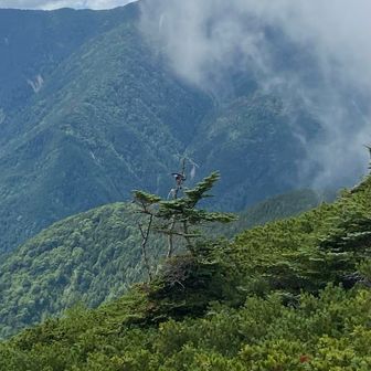 ホシガラスが忙しそうに何羽も飛んでた
