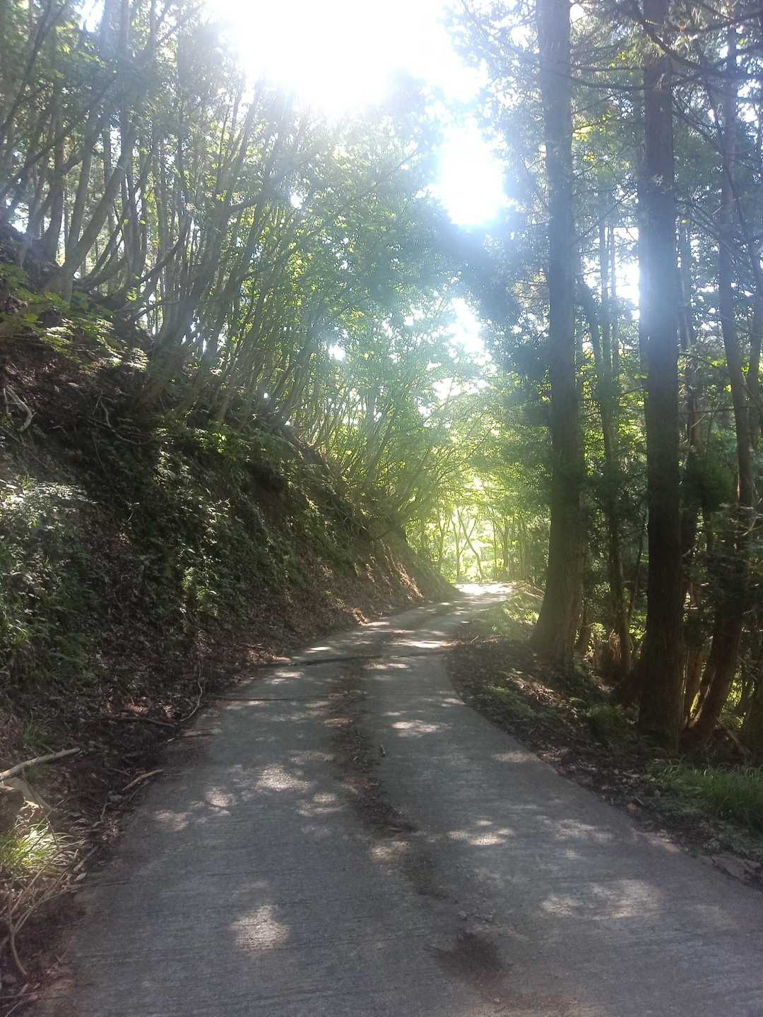 こんな舗装道路を歩く。
沢の音なんかも聞こえたりして、これはこれで気持ち良かった😊