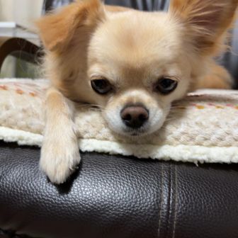 miicoco