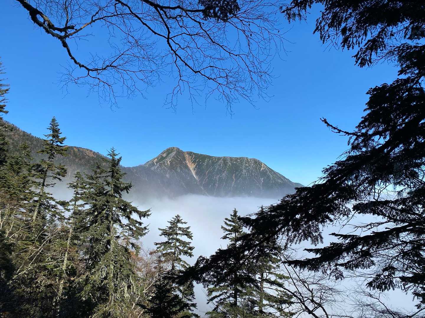 蝶ヶ岳 | 苔むした森を抜けてなだらかな稜線に立てば、槍・穂高連峰の大パノラマの写真