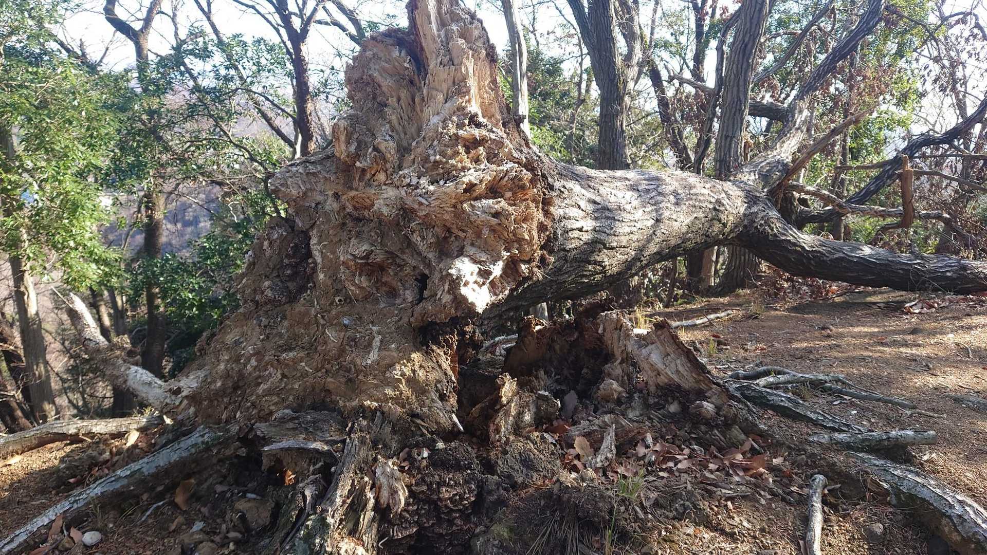ここってばハチのすあったとこだ。
すごいボロボロ。