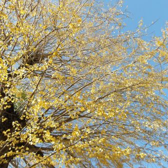 立派なイチョウ見頃は過ぎていた