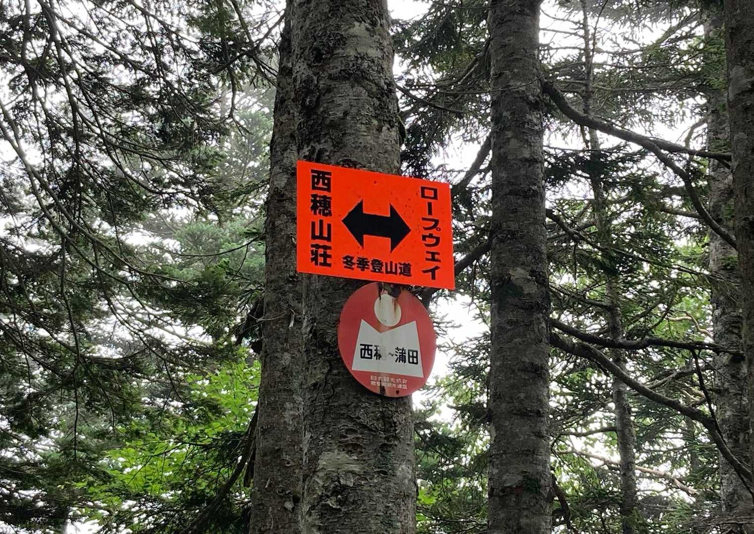 木 🌲 の高〜いところに、案内板 🪧
これでは「見落としちゃうよ❗️」と思ったら、「冬季登山道」用ね 😮
そこまで、雪 ❄️ が積もるということか❗️