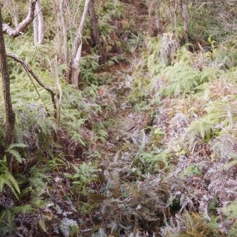 シダも刈ってくださったばかりのようでした。
ありがたいです😭