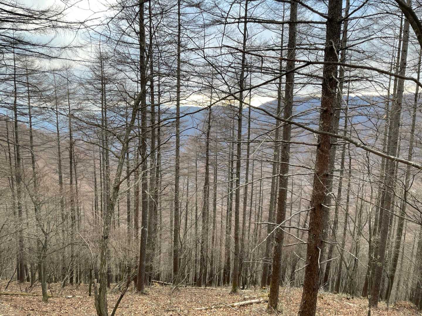 すっかり落葉して明るくなっている森。すっと伸びた幹が並んでいる姿は冬の景色ですね。

最後に、お土産に、御硯水を汲んで、無事下山しました。しゃかりきに歩いたら4時間かからないくらいのコースでしたが、たっぷり昼寝も合わせて7時間ほど。冬の始まりの山歩きを楽しみました。
