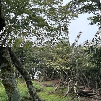 何も見えないので気分だけ🫥