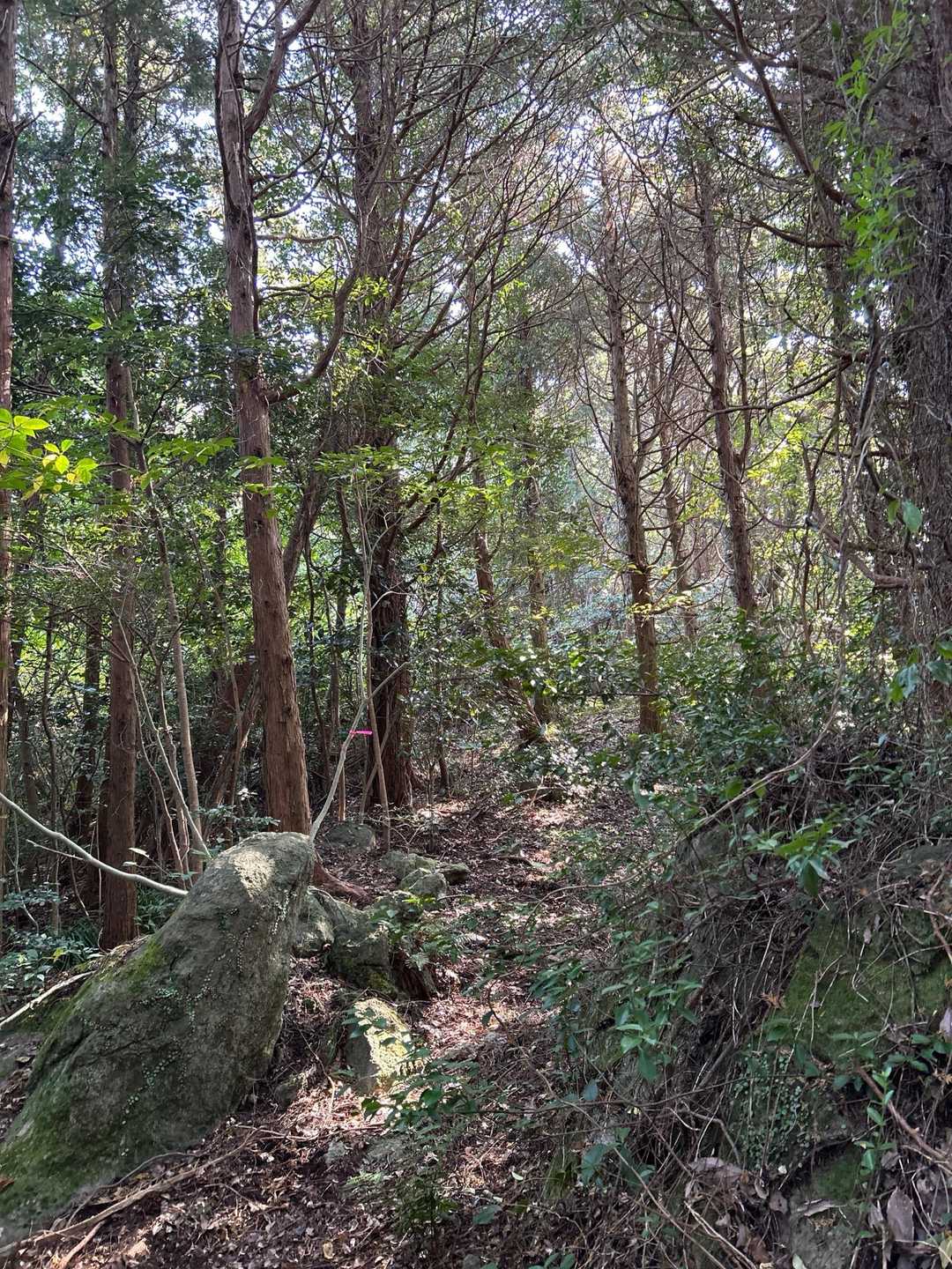 荒れ模様の登山道を 猿葉山まで真っしぐら と行きたかったけど 入り口が
かなりの危険ゾーン⚠️でした