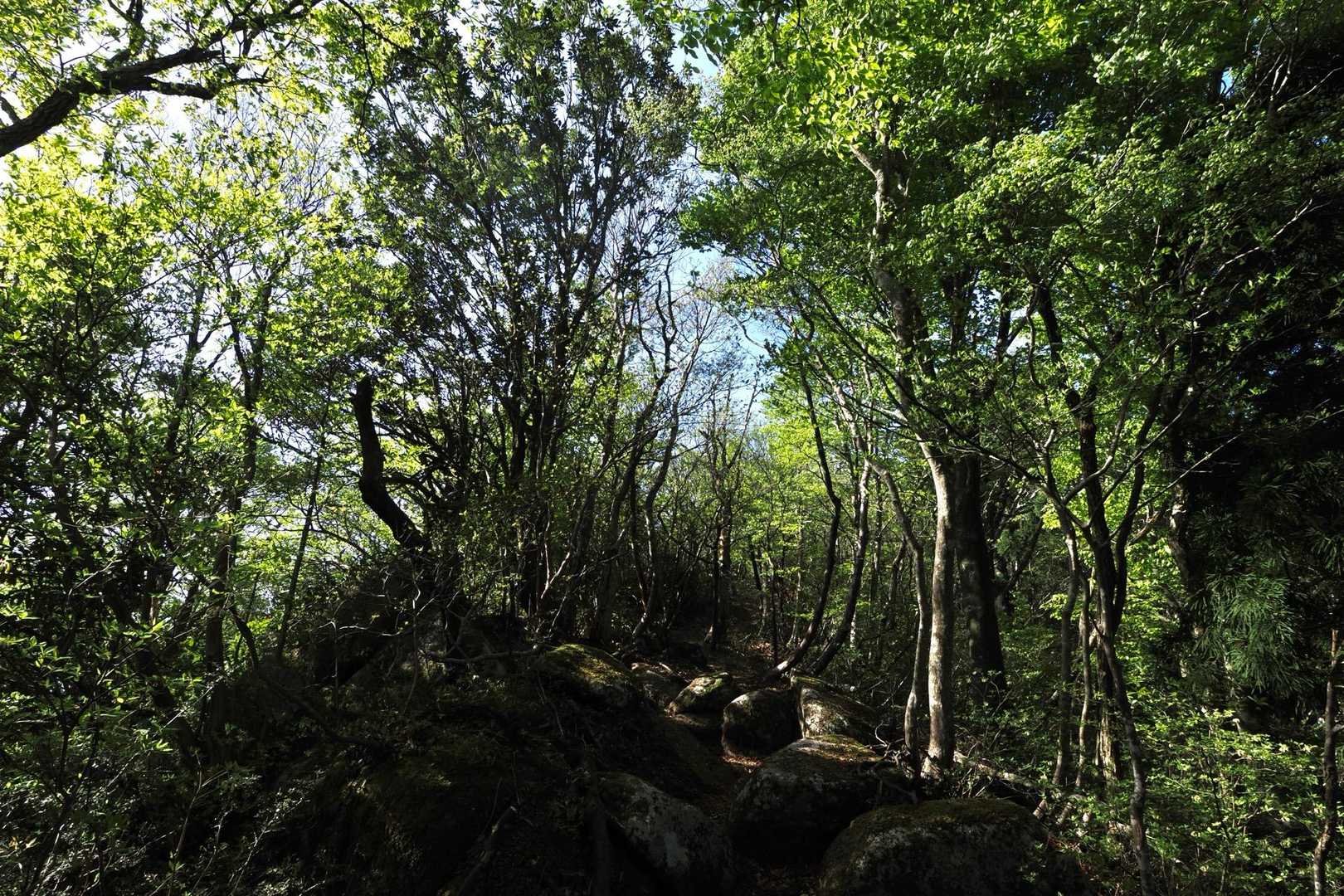 気持ちいい稜線道