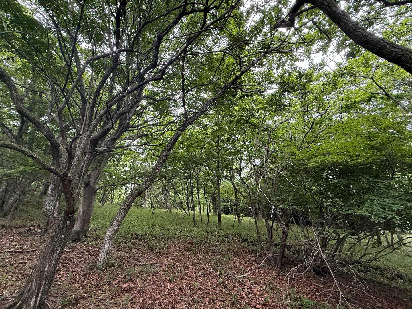 赤川から扇ケ鼻は初めて☺️
綺麗な森🌿