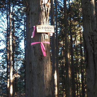 さらに富士小屋山。
どちらも眺望無し😅
ここまでで陣馬山に戻ります。