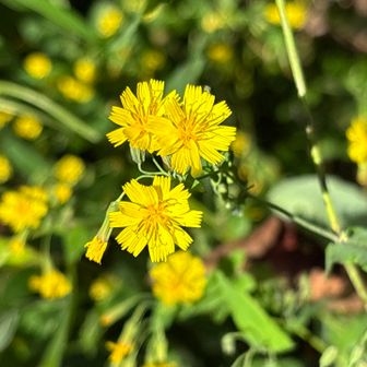 ヤブタビラコ🌼