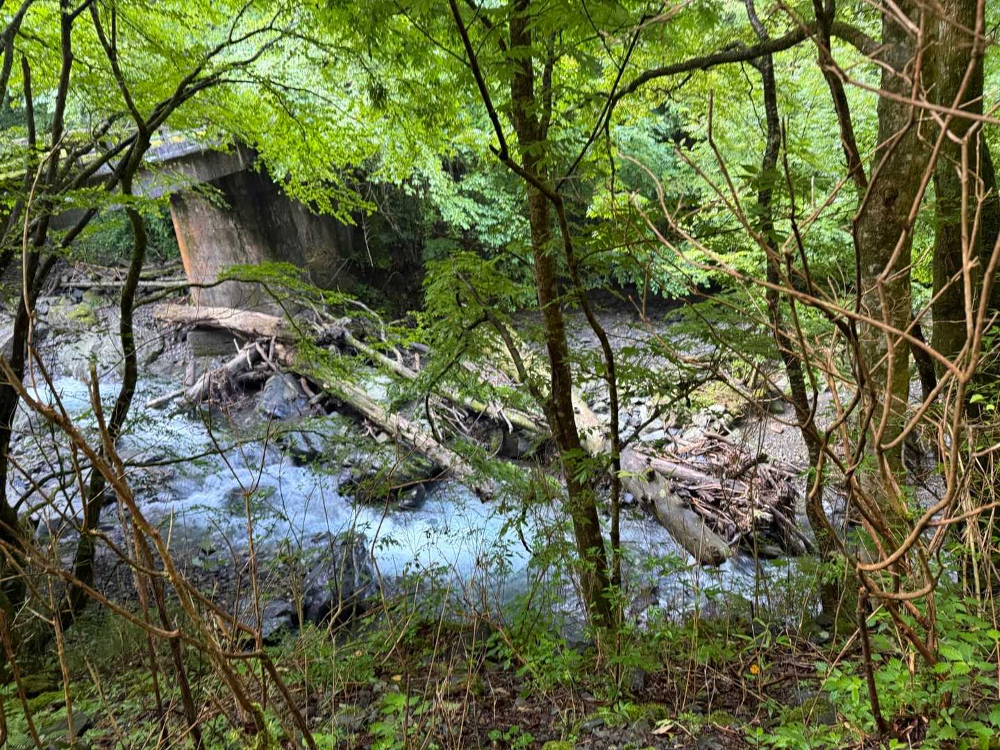 沢沿いで涼しい〜🍃