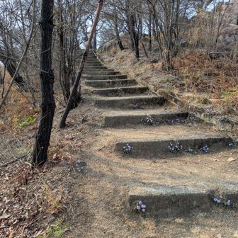 ザックをデポして、笠松山へ向かってます。
階段にスミレが咲いていて、ほっこり😊