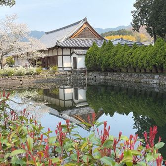 池に映った逆さ往生院と桜🌸