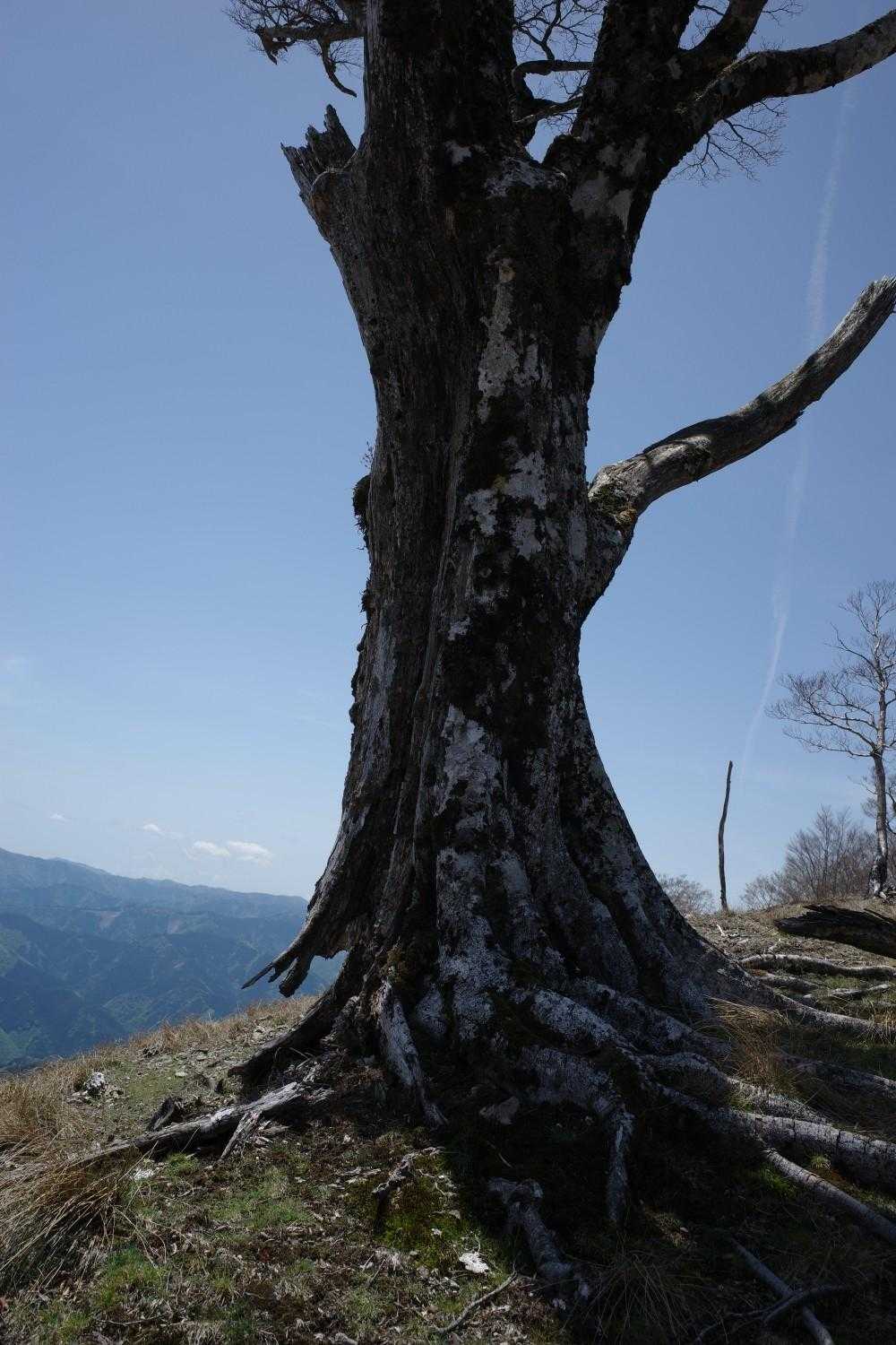 この木も数年後には…